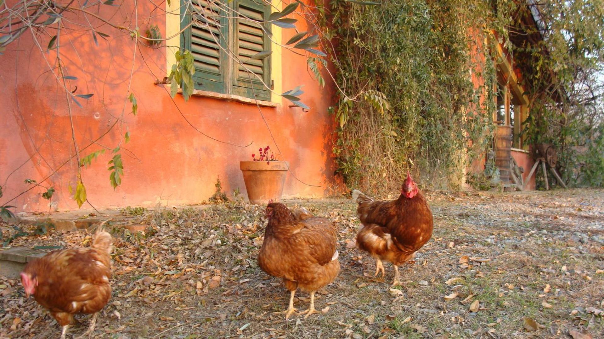 נובי ליגורה Agriturismo Cascina Degli Ulivi מראה חיצוני תמונה