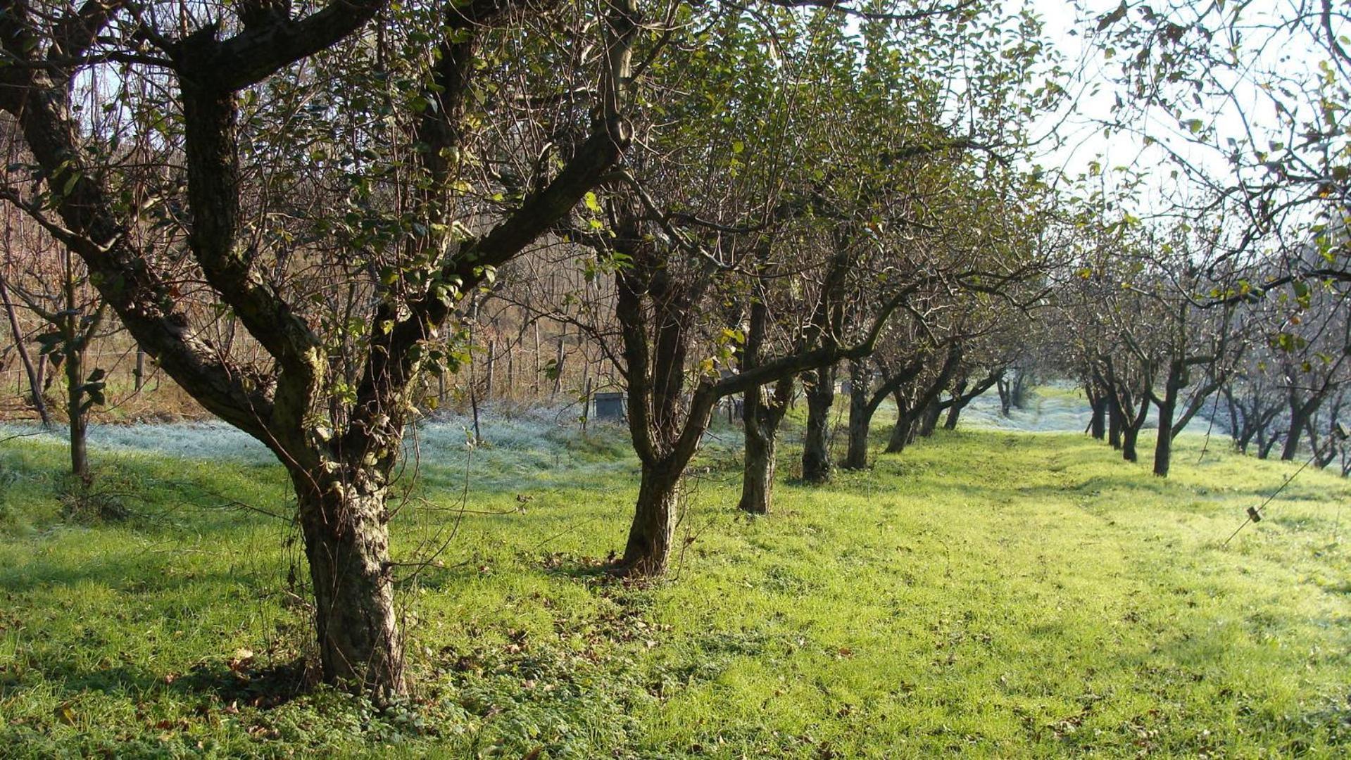 נובי ליגורה Agriturismo Cascina Degli Ulivi מראה חיצוני תמונה